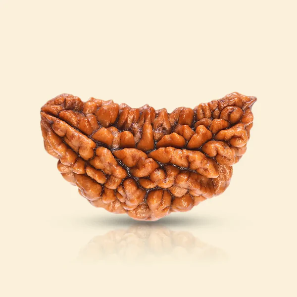 Original Indian 1 Mukhi Rudraksha